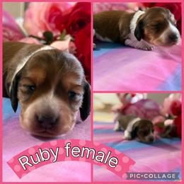 Ruby - Piebald female Dachshund puppy in Elko, Nevada from Willow Creek Dachshunds, and Collies