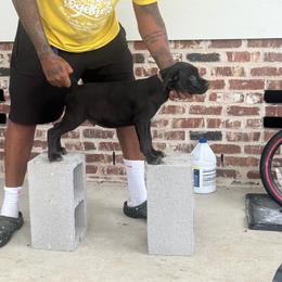 Peach - Black male Cane Corso puppy in Laplace, Louisiana from BFM Cane Corso’s