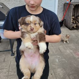 Miniature Australian Shepherd Puppies from Mirarchi Meadow LLC