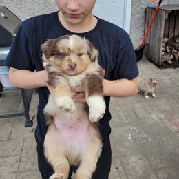Miniature Australian Shepherd Puppies from Mirarchi Meadow LLC