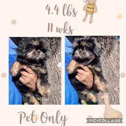 Vixen - Black and white female Shih Tzu puppy in Sacramento, California from NANA’S  QUALITY SHIH TZU'S