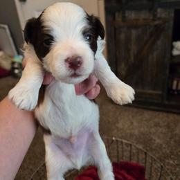 Boy3 - Chocolate male Havanese puppy in Columbus, Ohio from Havanese Puppies Columbus