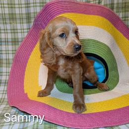 Sammy - Buff female Cockapoo puppy in Sunset, Louisiana from Cano Cockapoos