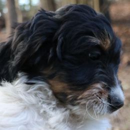 Biscuit - Black and white Bernedoodle puppy in Broadway, North Carolina from Dixie’s Darling Doodles