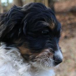 Biscuit - Black and white Bernedoodle puppy in Broadway, North Carolina from Dixie’s Darling Doodles