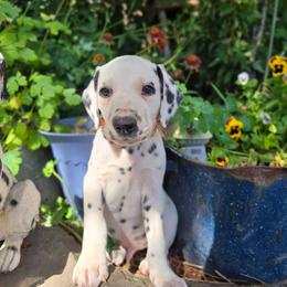 Orange collar male - White and black male Dalmatian puppy in Valley, Washington from Loving spots Dalmatians