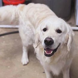 Golden Retrievers from Sunwell Golden Retrievers