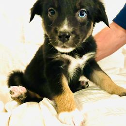 Maverick - Black & white male Australian Shepherd puppy in Pasadena, Maryland from Maple shore Aussies