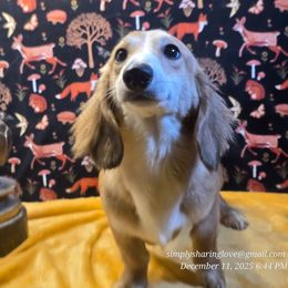 Arion - Cream male Dachshund puppy in Willard, Utah from Simply Sharing Love