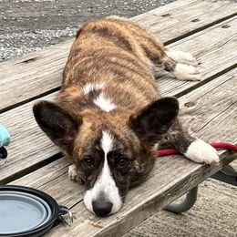 Rei - Cardigan Welsh Corgi