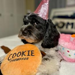 Cookie  - Cockapoo