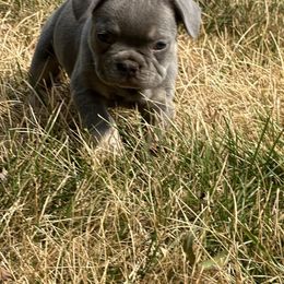 French Bulldog Puppies from Christie's Frenchies