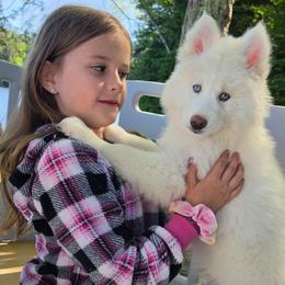 Sky - White female Siberian Husky puppy in East Tawas, Michigan from BurnsBerg's Woolies