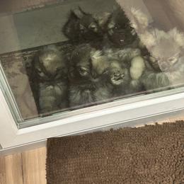 Tibetan Spaniel Puppies from Snowpine Ranch