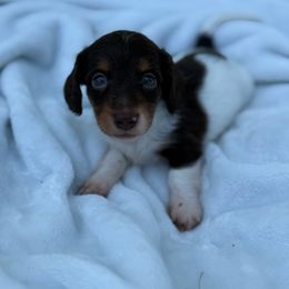Grub - Piebald male Dachshund puppy in Lebanon, Tennessee from Thomas Homestead and Rabbitry