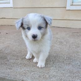 Hamm - Slate merle male Border Collie puppy in Ripley, Oklahoma from Adventure5 Border Collies