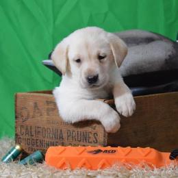 French Bulldog, Golden Retriever, and Labrador Retriever Puppies from Trigger Time Kennels