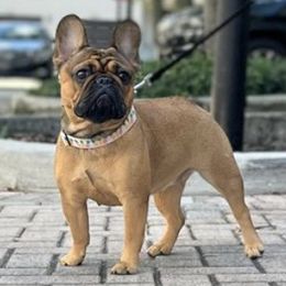 French Bulldogs from Nezzy’s Frenchies