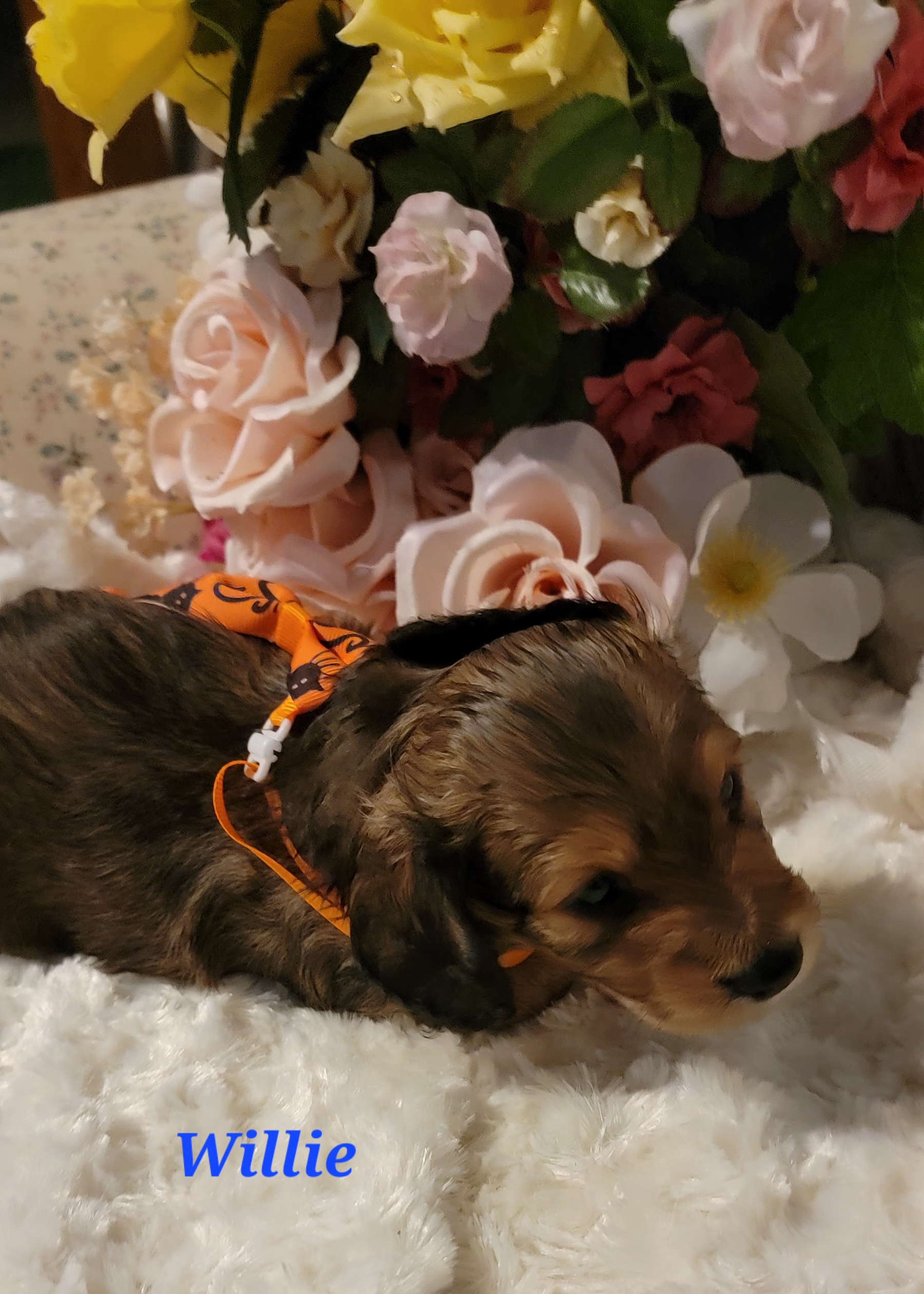 Dachshund Puppies from CLARK'S BREEDING PROGRAM
