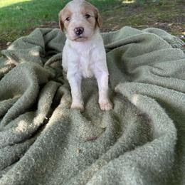 Vanilla - Parti female Goldendoodle puppy in Shippensburg, Pennsylvania from Diller Doodle Pups