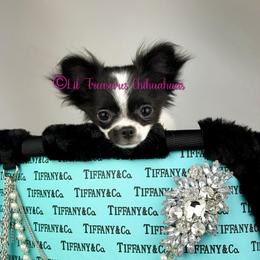 Pepper - Black and white female Chihuahua puppy in Anderson, South Carolina from Lil Treasures Chihuahuas