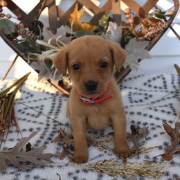 Pink Girl - Yellow female Labrador Retriever puppy in Angola, Indiana from Reniers Labrador Retrievers