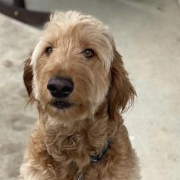 Goldendoodles from E&S Goldendoodles