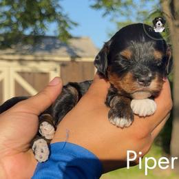 Piper - Tri-color female Bernedoodle puppy in Greenville, Texas from Doodles of Promise