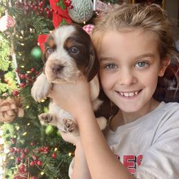 Piña Colada - Liver white and tan female English Springer Spaniel puppy in Swainsboro, Georgia from Sweet Georgia Springers