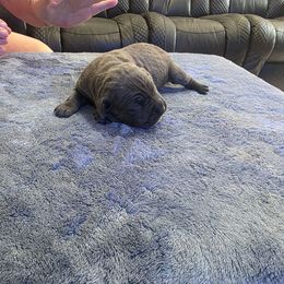 Blue girl - Gray female Cane Corso puppy in Jacksonville, Florida from Fleming Cane Corso's