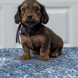 Purple Collar - Red female Dachshund puppy in Cheyenne, Wyoming from Golden Badger Kennels