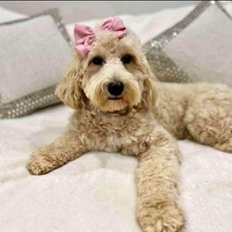 Maggie - Goldendoodle