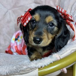 Isabel - Black and tan female Dachshund puppy in Mt. Sterling, Kentucky from Decadent Doxies of KY