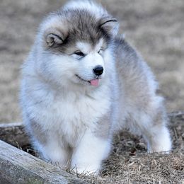 Alaskan Malamute Puppies from Sno-Ridge Alaskan Malamutes est 1972