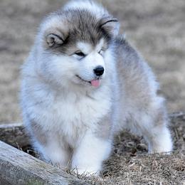 Alaskan Malamute Puppies from Sno-Ridge Alaskan Malamutes est 1972