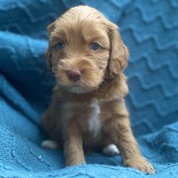 Australian Labradoodle Puppies from Salona- Australian Labradoodles of North America