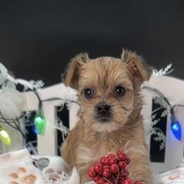 Girl 2 - Gold female Yorkshire Terrier puppy in Machesney Park, Illinois from Three Yorkie Family
