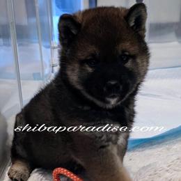 Kenzo - Sesame male Shiba Inu puppy in Tualatin, Oregon from Shiba Paradise