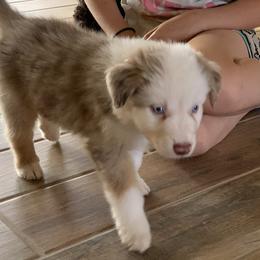 Snowcone - Red merle male Miniature American Shepherd puppy in Douglas, Arizona from Starry-Eyed Mini Aussies with Tails