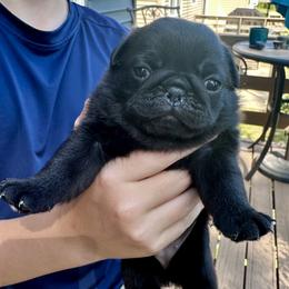 Georgette - Black female Pug puppy in Cedar Rapids, Iowa from Greener Hills Pugs