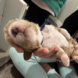Goldendoodle Puppies from Graystone Doodles
