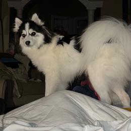 Dior - Pomsky