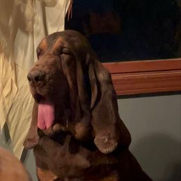 Hilly Fay - Bloodhound