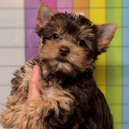 Gina - Chocolate and tan female Yorkshire Terrier puppy in Gatesville, Texas from KontryKritterz Yorkies