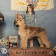 Bob - Briard