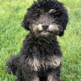 Bernedoodles and Goldendoodles from P&P Pups