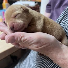 Boy 1 - Yellow male Labrador Retriever puppy in Gouverneur, New York from Moss Ridge retrievers