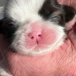 LG1 - Gold and white female Shih Tzu puppy in Madras, Oregon from Maridee’s ShihTzu