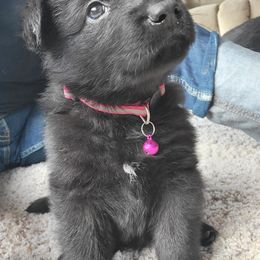 German Shepherd Puppies from Inferno Shepherds