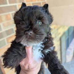 Benji - Parti male Yorkshire Terrier puppy in Gaylesville, Alabama from Sweet Alabama Yorkies